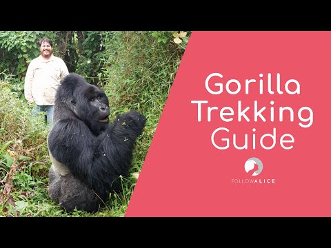 Video: Sådan tager du på Gorilla Trekking i Rwanda
