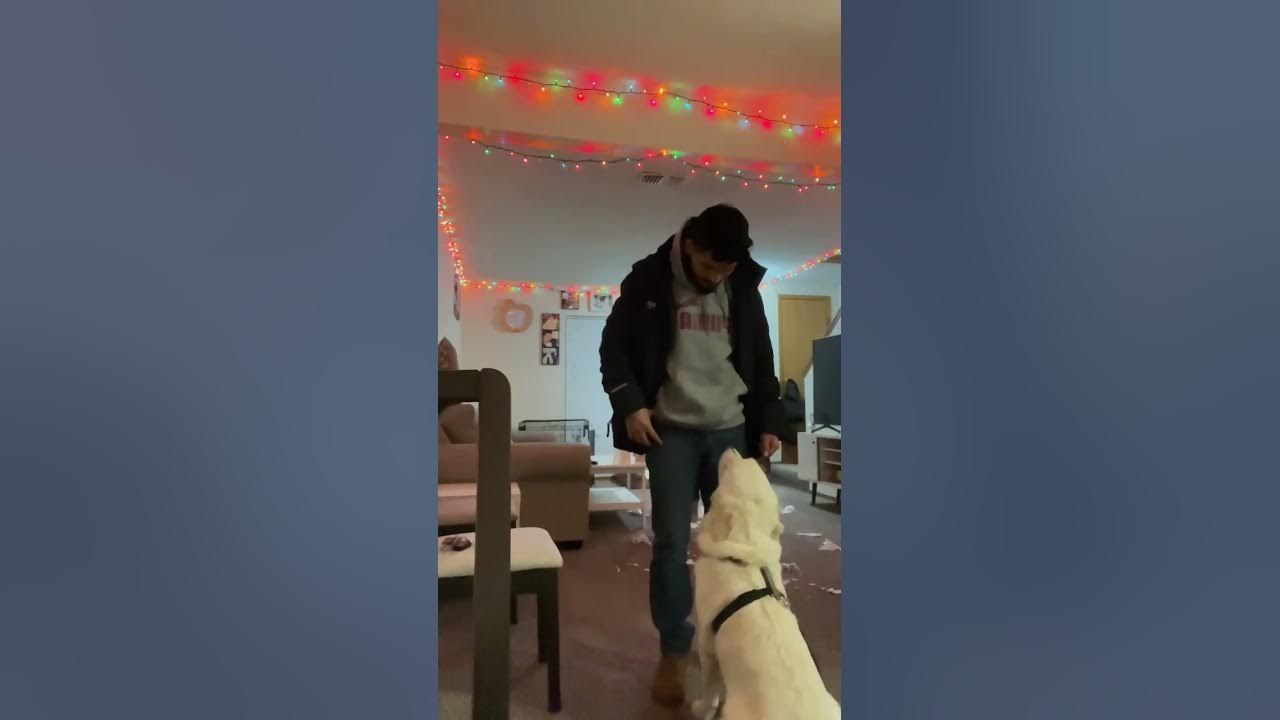 Me and my dog playing fetch #dog #puppy #fetch #doggames #dogplaying # ...