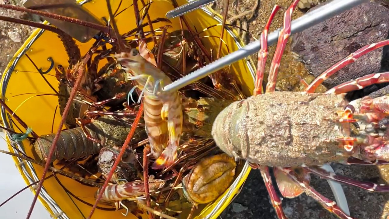 Ловля выброшенных на берег морепродуктов #2 - Ловля осьминога, омара, краба, рыбы, креветок, морс...