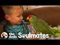 Parrot Follows Her Favorite Kid Everywhere | The Dodo Soulmates