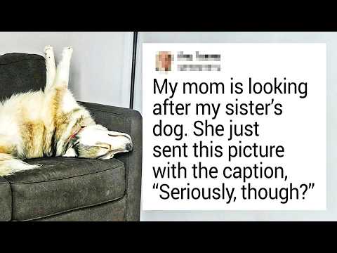 Animals Who Always Know How To Cheer Up Their Humans thumbnail