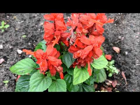 Wideo: Scarlet Sage Herb - Pielęgnacja Szkarłatnej Szałwii