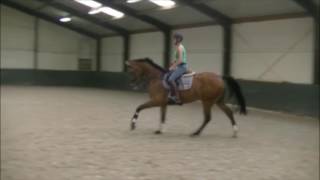 4yo bay KWPN gelding Flatwork