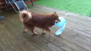 Balloon popping by Fiona Cairns 60 views 6 years ago 17 seconds