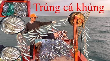 Ngày lưới thứ 5 | trúng điểm cá đục khủng | hoàng Phú quốc