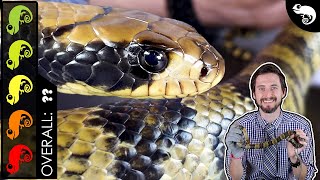 False Water Cobra, The Best Pet Snake?