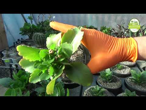 Видео: Как да размножаваме африкански теменужки от листни резници, семена и разделяне