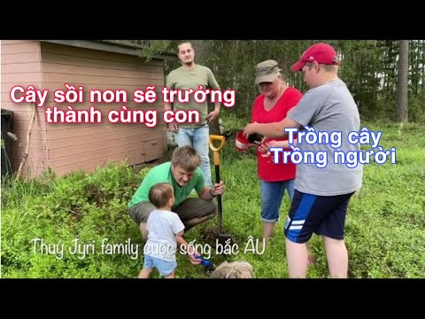 Video: Cây sồi ô rô trông như thế nào?