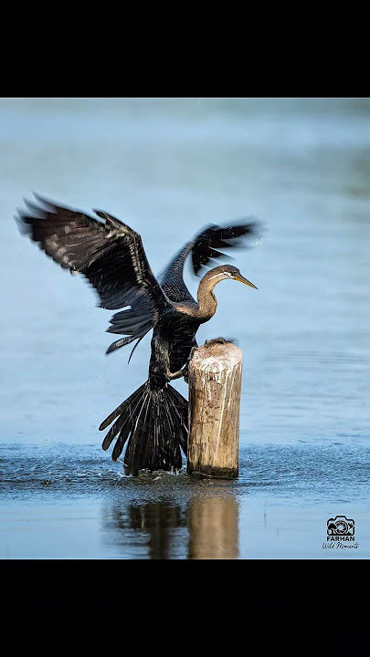 Wilpattu Wonders! 🤩#wilpattunationalpark  #srilanka  #wildlifephotography #birdsofsrilank
