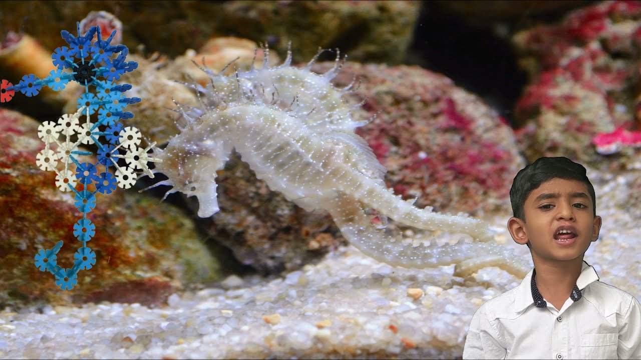 Brain Flakes Sea Horse | Kids Creative Ideas | Kids playing with Toys