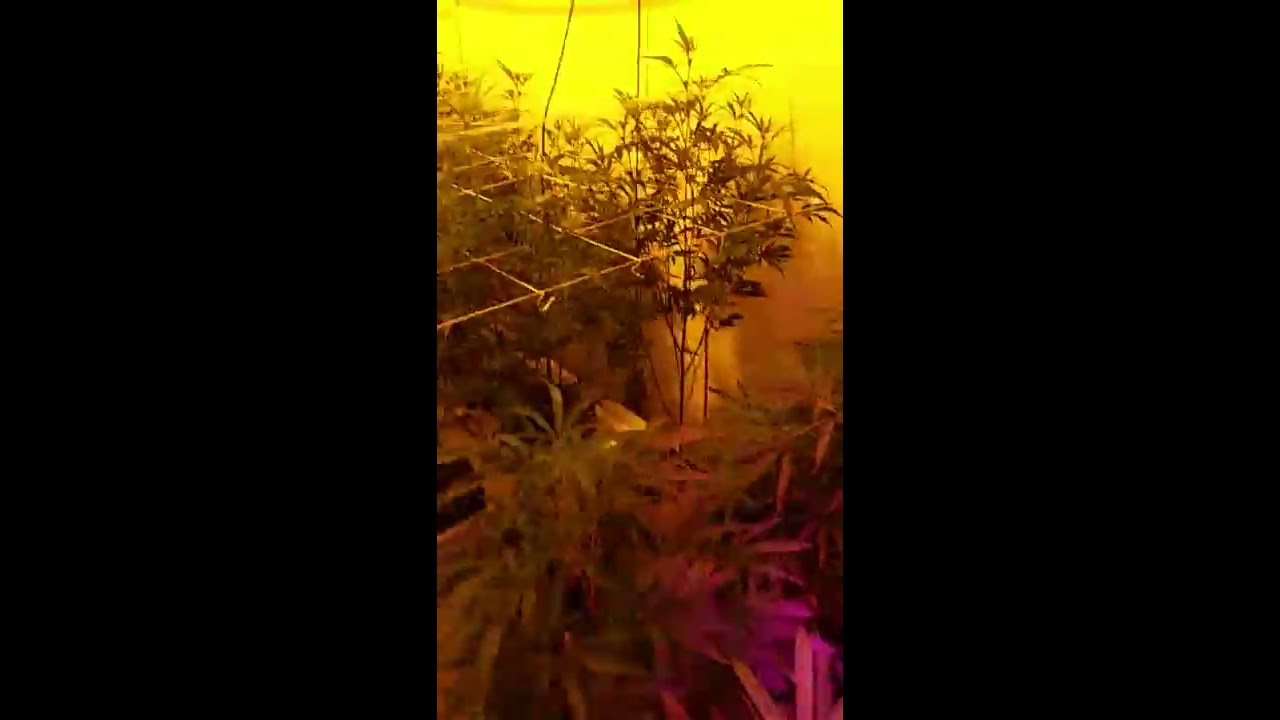 Platinum Led vs double ended phantom