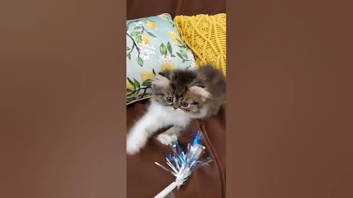 Watch the video about Teacup Persian Kitten - Petrie