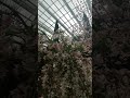 #prettyflowers #reelvideo
