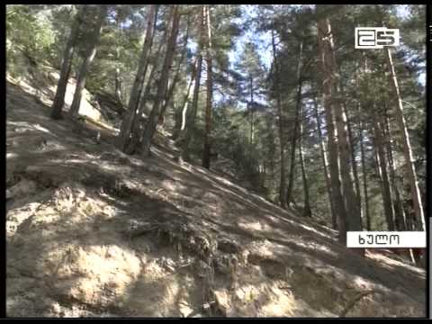 აჭარაში ხე-ტყის მარაგი თითქმის ამოწურულია