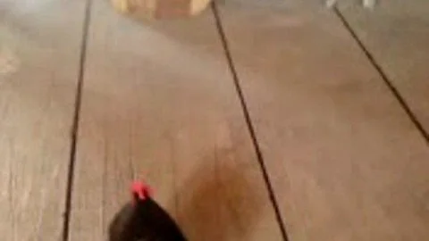Ark of Avilon -- Follow the Chicken