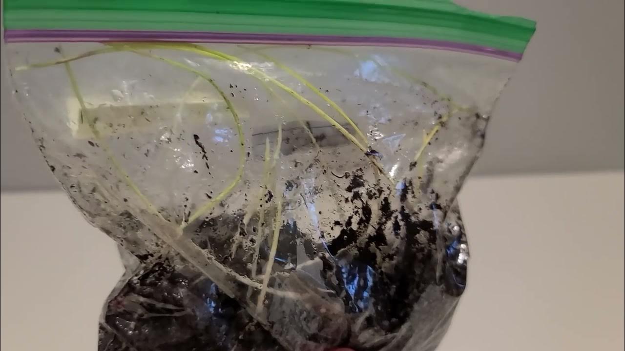 How to Grow Mexican Fan Palm (Washingtonia Robusta) from seed Part 2