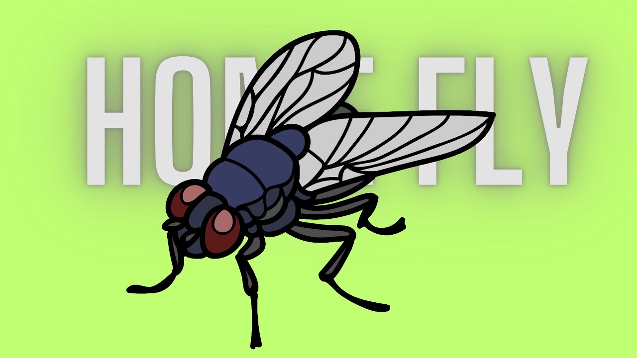 How to draw home fly easily with steps