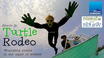 Turtle Rodeo | Borneo from Below (S01E13)