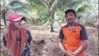 Download lagu COCONUT PROSPECTS IN THE TIDAL LAND OF TANJUNG BUKA VILLAGE TRANSMIGRATION