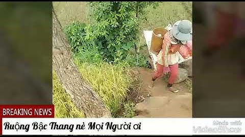 Mùa Gặt —Isaac Thái —video Tổng hợp