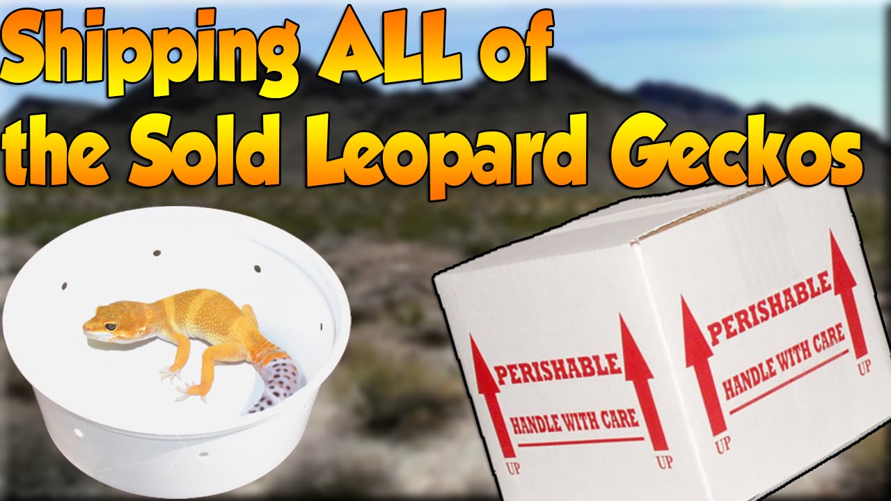 lizard skin grips Shipping out the Sold Leopard Geckos!