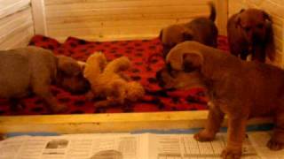 puppies 4 weeks by zajkoj 107 views 14 years ago 1 minute, 16 seconds