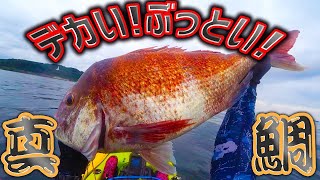 カヤックで【巨大な真鯛】が釣れました!!!!!