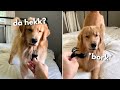 My Dog Reacts to Hair Clip