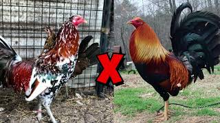 5 Powerful Crosses That Improve the Whitehackle Bloodline