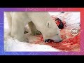 Polar Bear on the Hunt for Food | Wildlife in 360 VR 8K