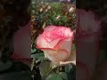 Pink White Rose | Double Daylight Rose #shorts #rose #pune
