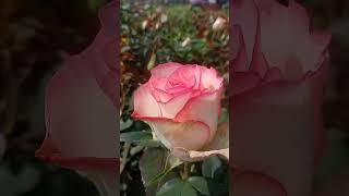 Pink White Rose | Double Daylight Rose #shorts #rose #pune