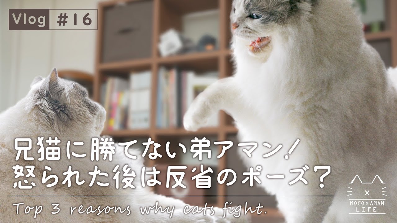 ラグドール猫の兄弟が喧嘩 ケンカの原因トップ3 もふ猫の暮らし Vlog 16 Translation To English Lingualeo ラグドール猫の兄弟が喧嘩 ケンカの原因トップ3 もふ猫の暮らし Vlog 16 Translation To English Lingualeo