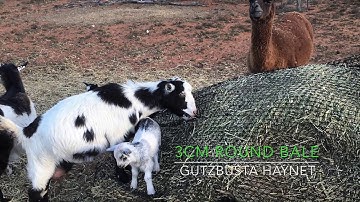 GutzBusta Slow Feed Hay Nets