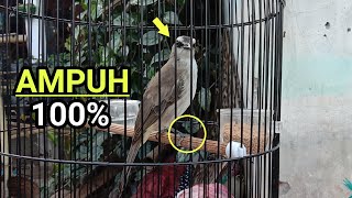 CUKUP 3 DETIK GUNAKAN SUARA BURUNG TRUCUKAN JANTAN GACOR AGAR TRUCUK BISU MAU BUNYI