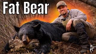 My Biggest Alaskan Black Bear to Date