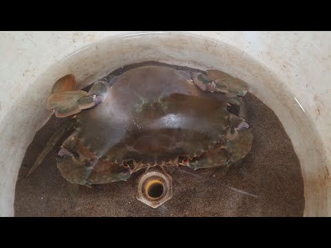 Video Nuôi cua trong nhà bằng thùng nhựa P2 - youtube