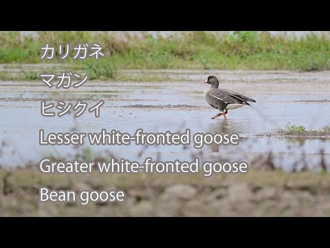 【３種】カリガネとマガンとヒシクイ  Lesser white-fronted goose&Greater white-fronted goose&Bean goose