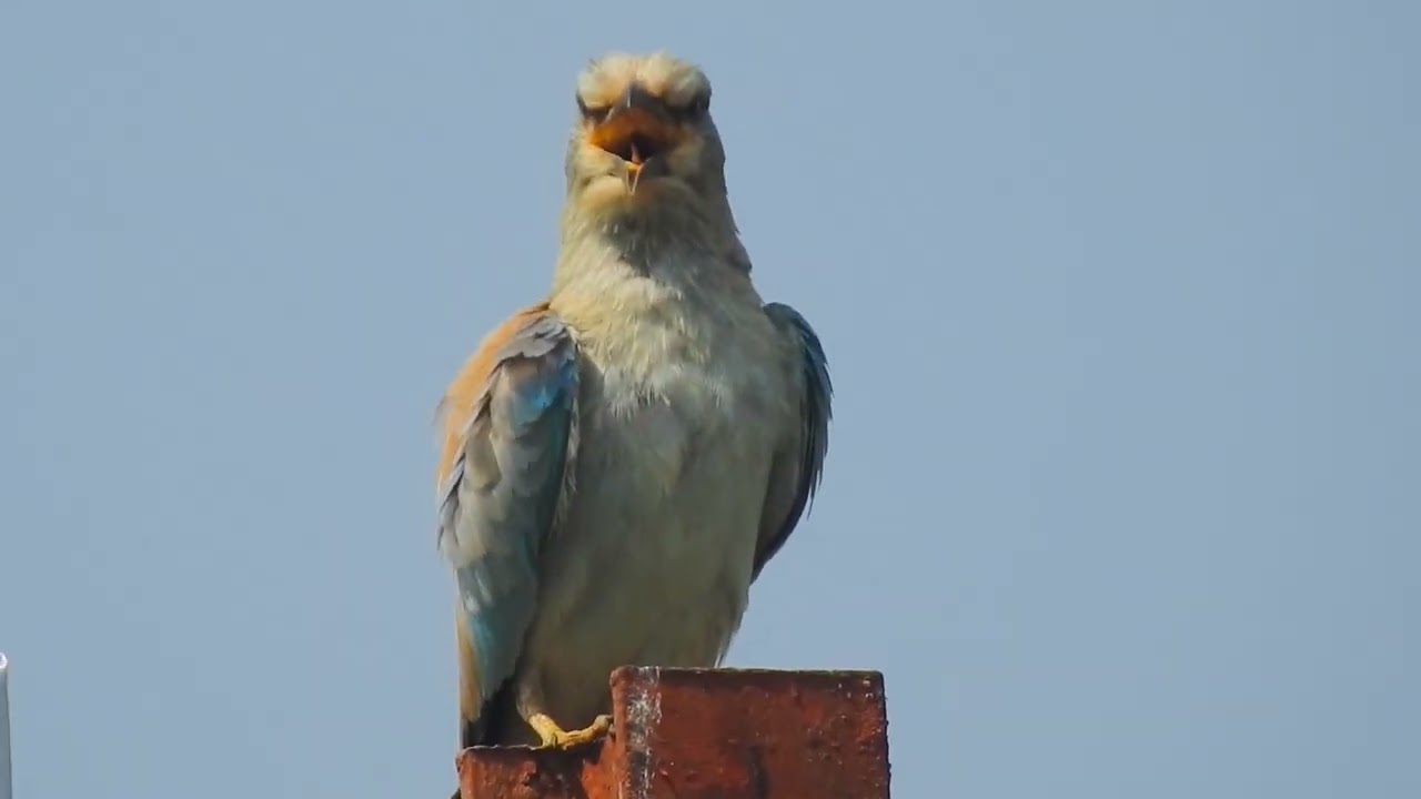 Eurasian Roller