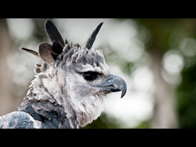 Facts Of A Harpy Eagle 