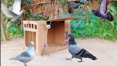 Easy DIY Quick Pigeon Trap Using Cardboard Box - Trap Processing From Cardboard DAY And Pigeon