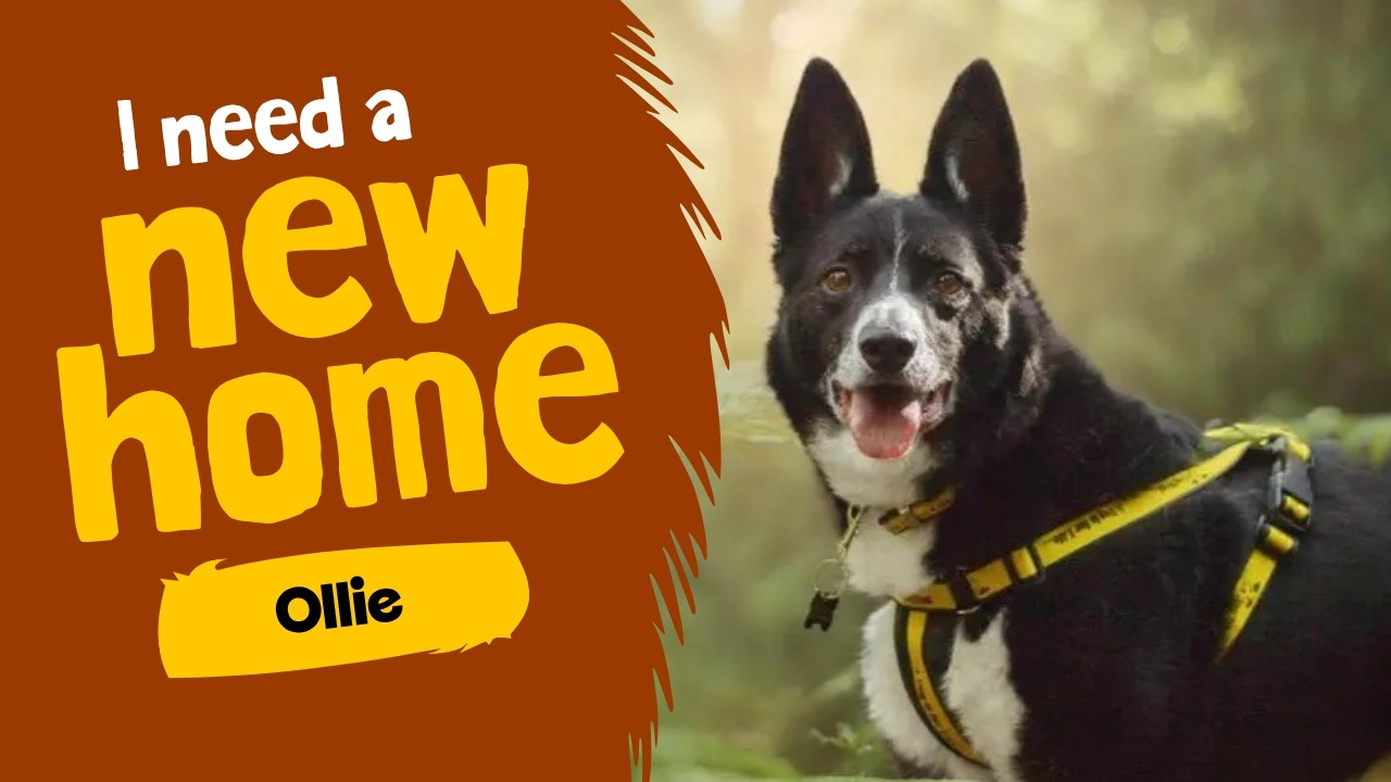 Dog profile video