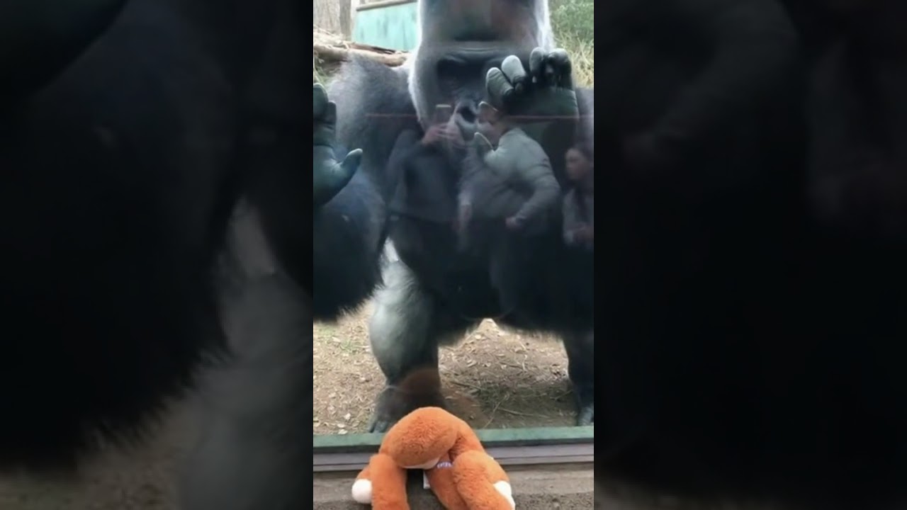 POV: Silverback Charges the Zoo Window 