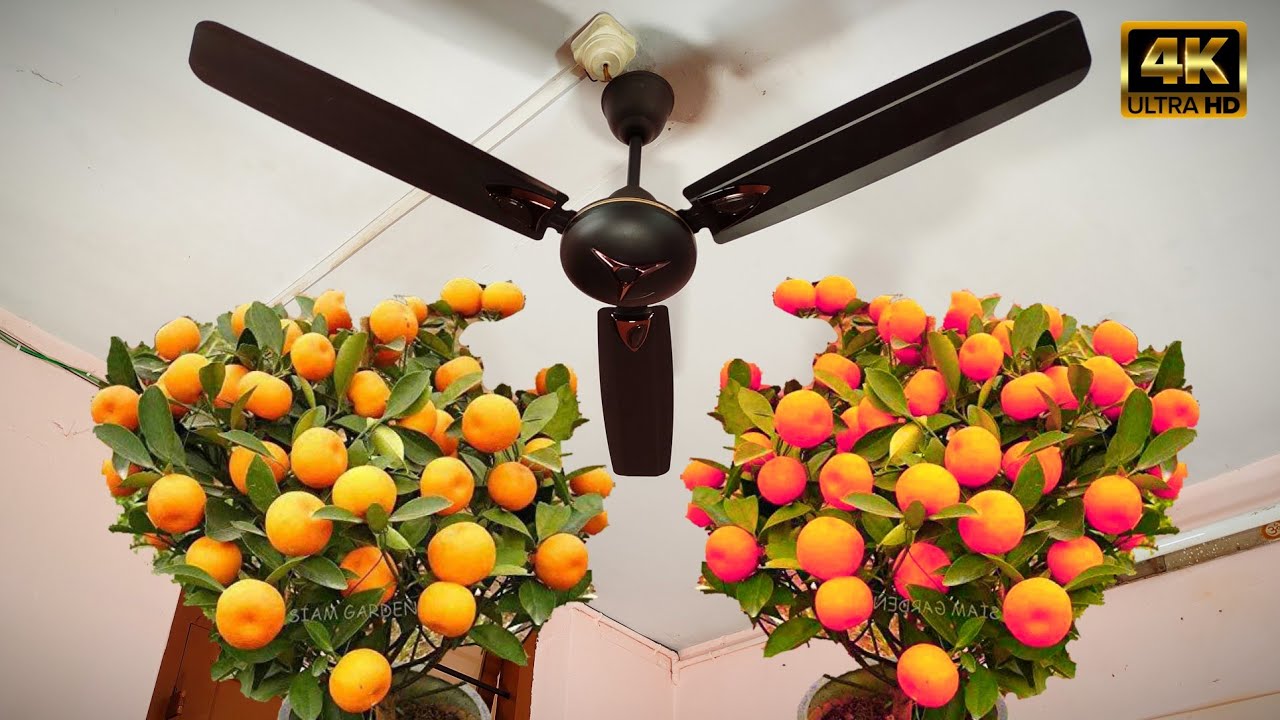 Micro Orange Plant 🪴