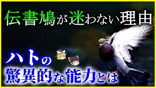 【ゆっくり解説】ハトの驚異的な「帰巣本能」の謎を解説/ドバトとの違いは？伝書鳩・レース鳩のヤバい能力と歴史