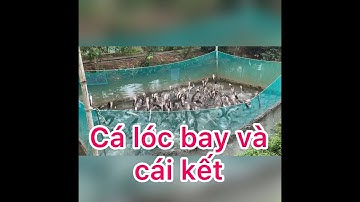 Cá lóc bay Cồn Sơn Cần Thơ | cá nhảy nước và điều kì diệu