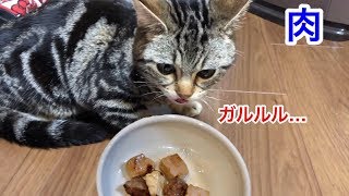 大好物の肉に興奮して飲み物みたいに一瞬で食べ尽くしてしまった猫ｗ