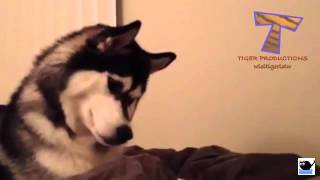 Animals chasing laser pointers   Funny animals compilation