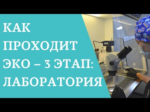 Как проходит ЭКО – 3 этап: лаборатория