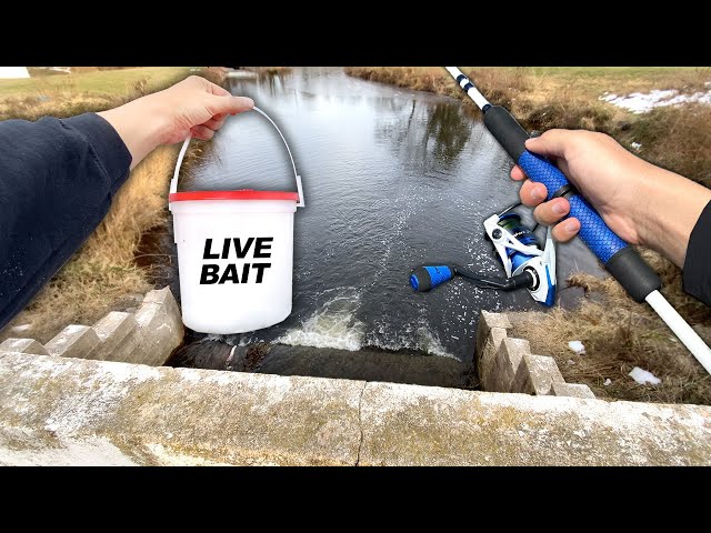 Icy Spillway Fishing w/ LIVE BAIT!! (Surprise Catch) 